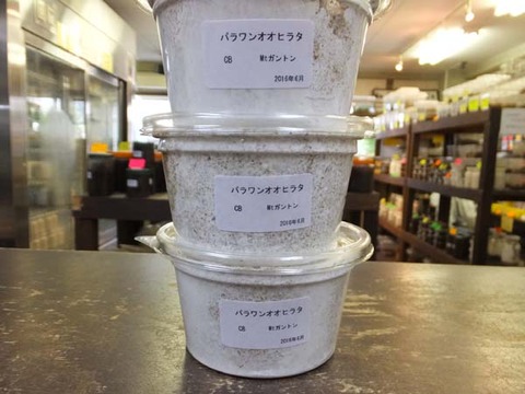 パラワン