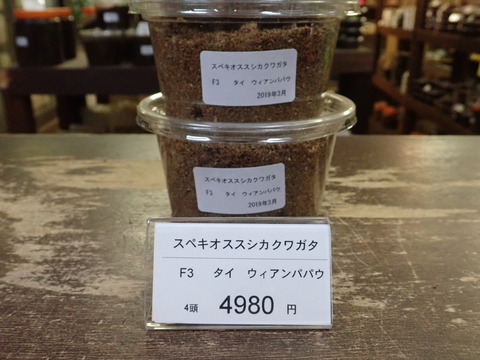 スペキオススシカ