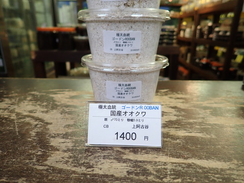 ゴードンR
