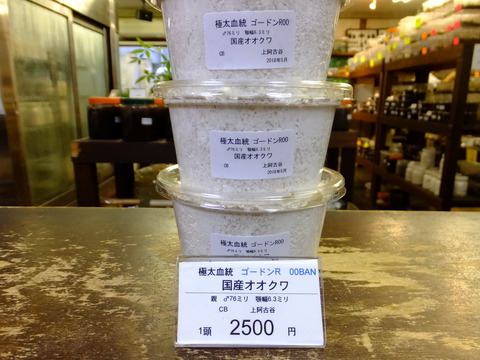 ゴードンR00