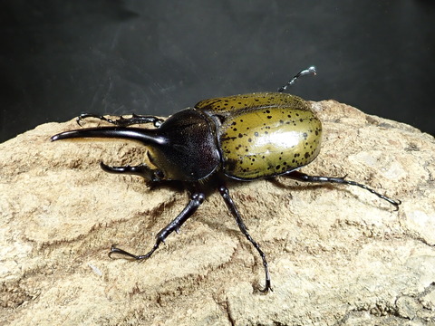 ヘラヘラ83 マヒ