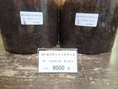 セプテン