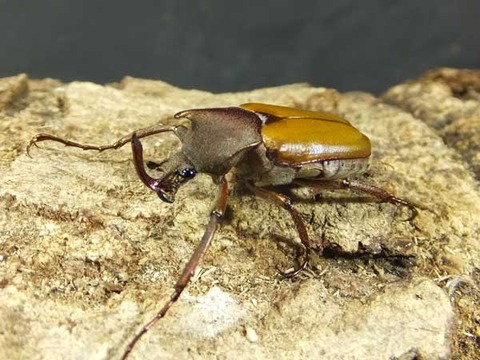 maindoron-br-4