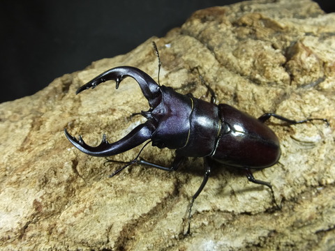 奄美大島ワイルド便！！ : カブトクワガタ☆GLOBAL