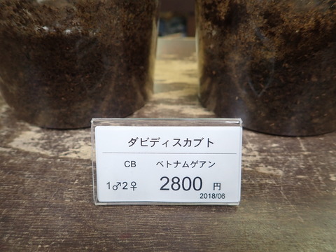 ダビディス