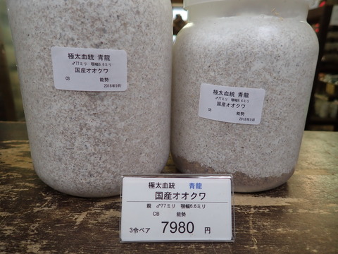 青龍ペア
