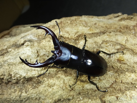 トカラノコ悪石黒化
