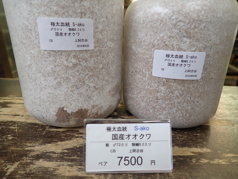 Sakoペア