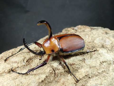 ガウジョン