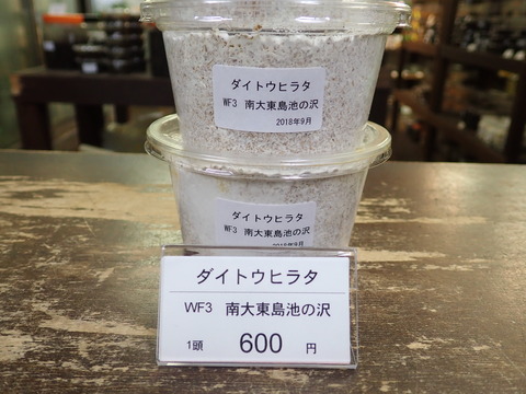 ダイトウヒラタ