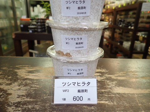 ツシマヒラタ