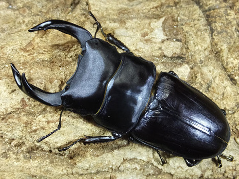kurume81-4