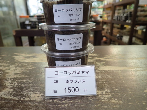ヨーロッパミヤマ