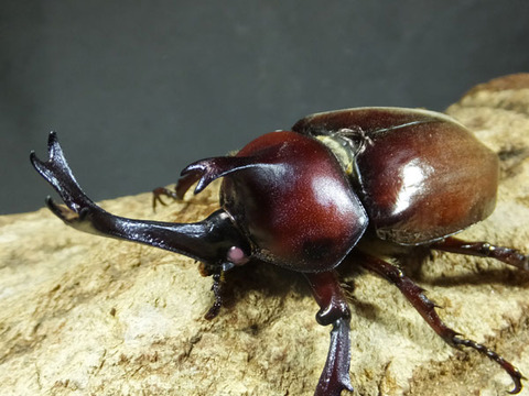 beetle-pink-4