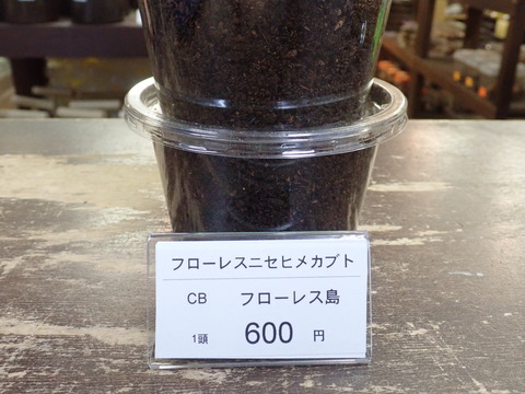 ニセヒメカブト