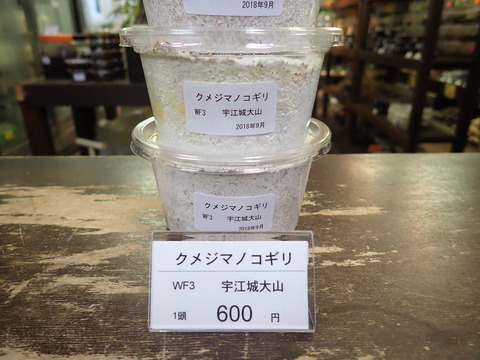 クメジマノコギリ