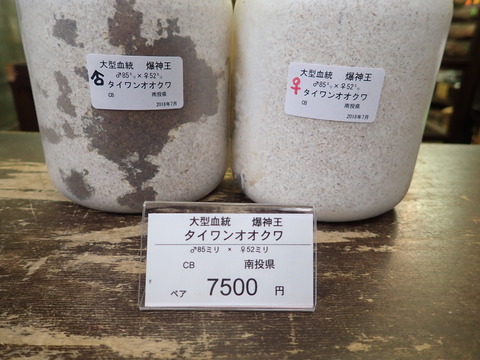 爆神王ペア