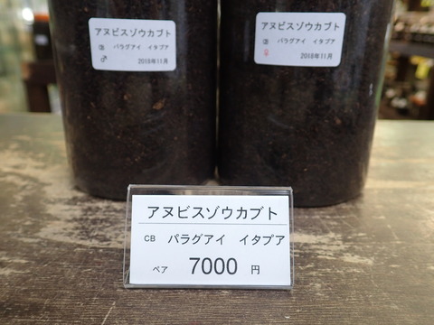 アヌビス (1)