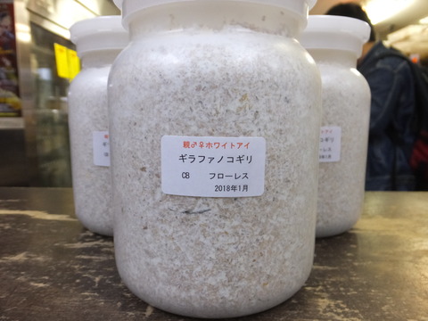 ホワイトギラファ