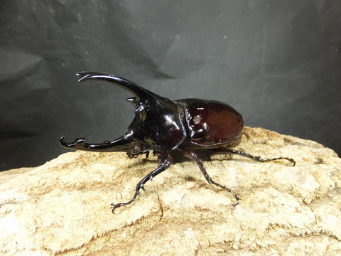 ケンタウルス