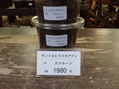 キンイロ