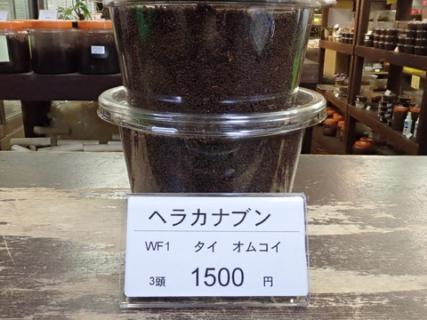 ヘラカナブン