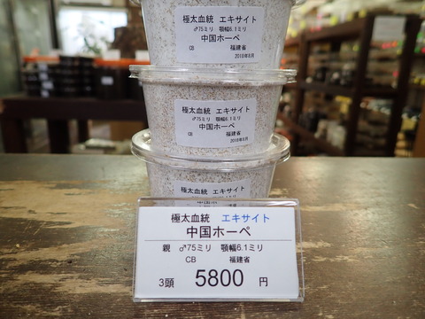 エキサイト