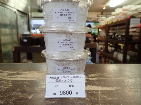大型血統国産おおくわ
