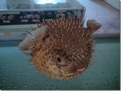 ハリセンボンの剥製 ハリセンボンの剥製