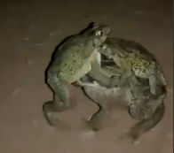 カエルが必死に交尾しようとするが…