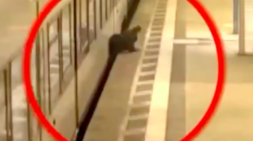 線路に落下してよじ登る男性、電車に巻き込まれる・・・【動画】