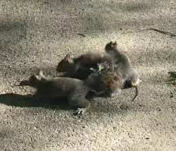 尻尾が絡まり上手く歩けない4匹のリス