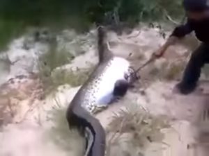 【衝撃】超巨大アナコンダのお腹を裂いたら…中から信じられないものが…（動画あり）