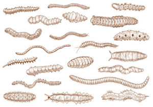 【超！閲覧注意】ホームレスさん、体の中に数百匹の生物を飼ってしまう・・・・・（動画あり）