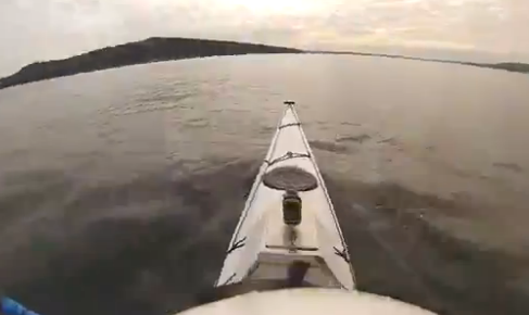 カヤックに乗ってる男性がまさかのホホジロザメと遭遇する瞬間【動画】