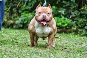 【衝撃映像】世界で最も人間を殺している犬、ガチでやばすぎる