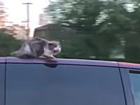 90キロで走る車の屋根の上で落ちないように必死に耐えているネコちゃんが撮影される。