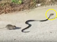 母の愛は強し!我が子を連れ去ろうとするヘビに勇敢に立ち向かうママネズミの映像。