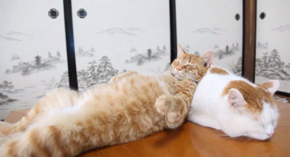 かご猫さんちは今日も平和です