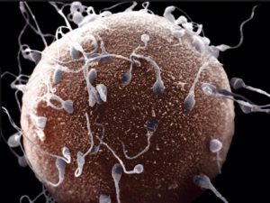 【驚愕】Ｈした相手を１００％妊娠させるキンタマが話題に・・・（画像）