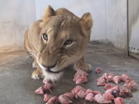 ライオンの咀嚼音。ニワトリの頭蓋骨をガリガリ！ぺちゃぺちゃ食べる映像。