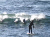 イルカのジャンプに直撃されてしまった男性の映像。見た目より痛いだろこれ。