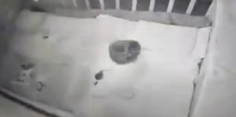 この赤ちゃんを虐めるベビーシッターの虐待が酷すぎる【動画】