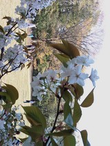 S11HT 1536×2048