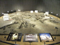福井県立恐竜博物館