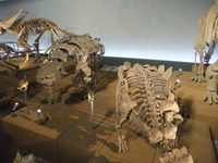 福井県立恐竜博物館