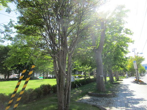 中央公園