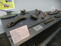 福井県立恐竜博物館