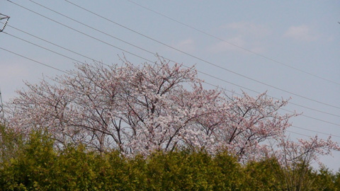 sakura2010_01