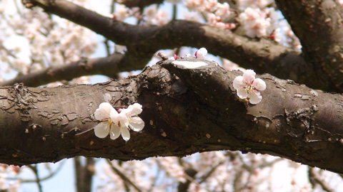 ume2010_01